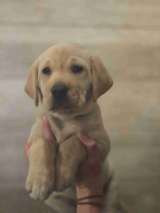 Labrador Retriever Puppies media 6