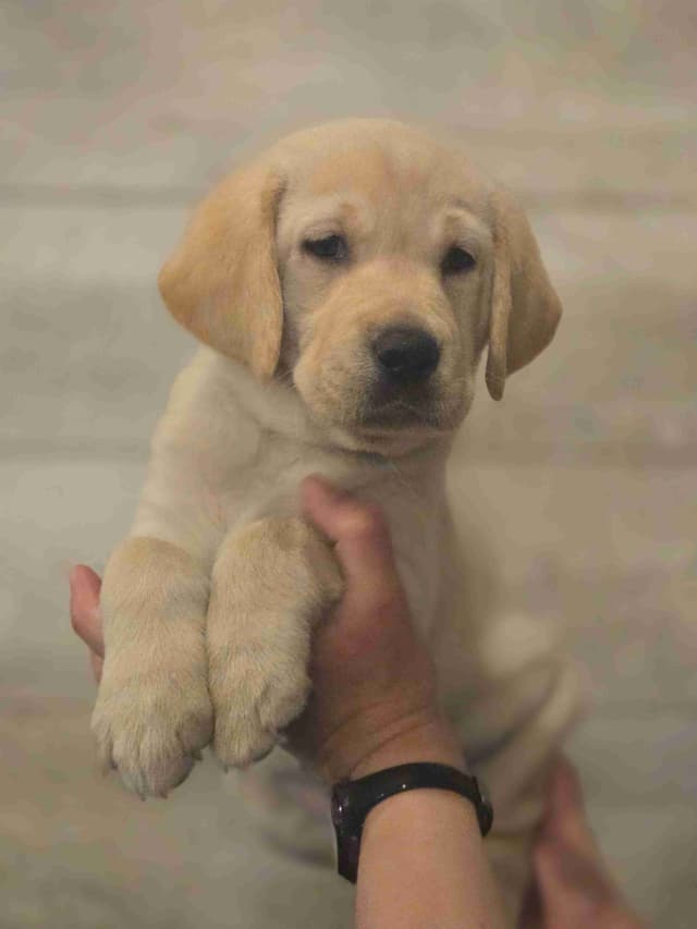 Labrador Retriever Puppies media 7