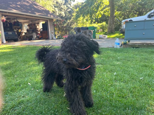 Puli Puppies for Sale in California media 2