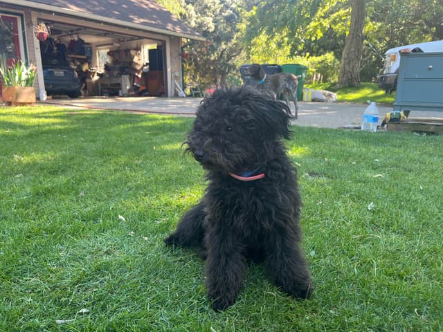 Puli Puppies for Sale in California media 3