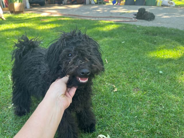 Puli Puppies for Sale in California media 4