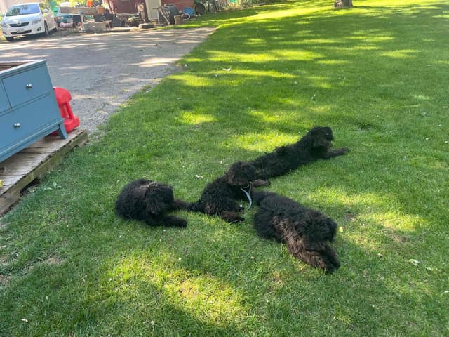 Puli Puppies for Sale in California media 5