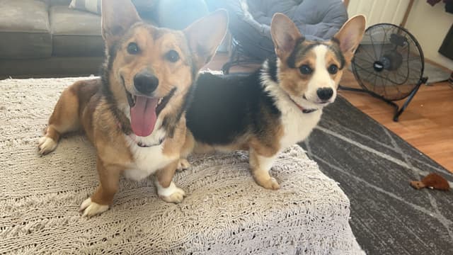 Pembroke Welsh Corgi Puppies media 8