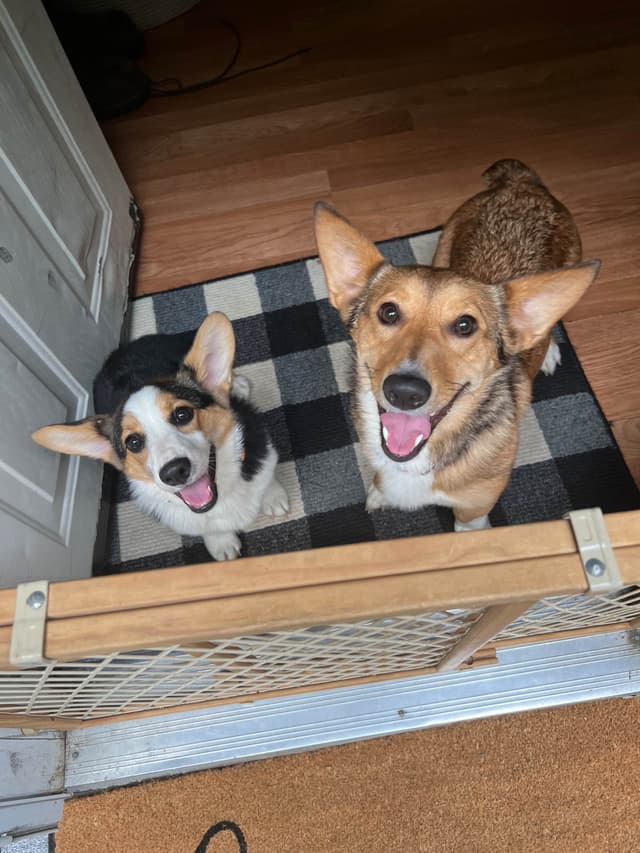 Pembroke Welsh Corgi Puppies media 9
