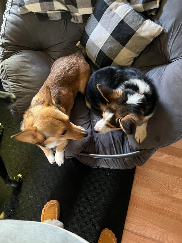 Pembroke Welsh Corgi Puppies media 10