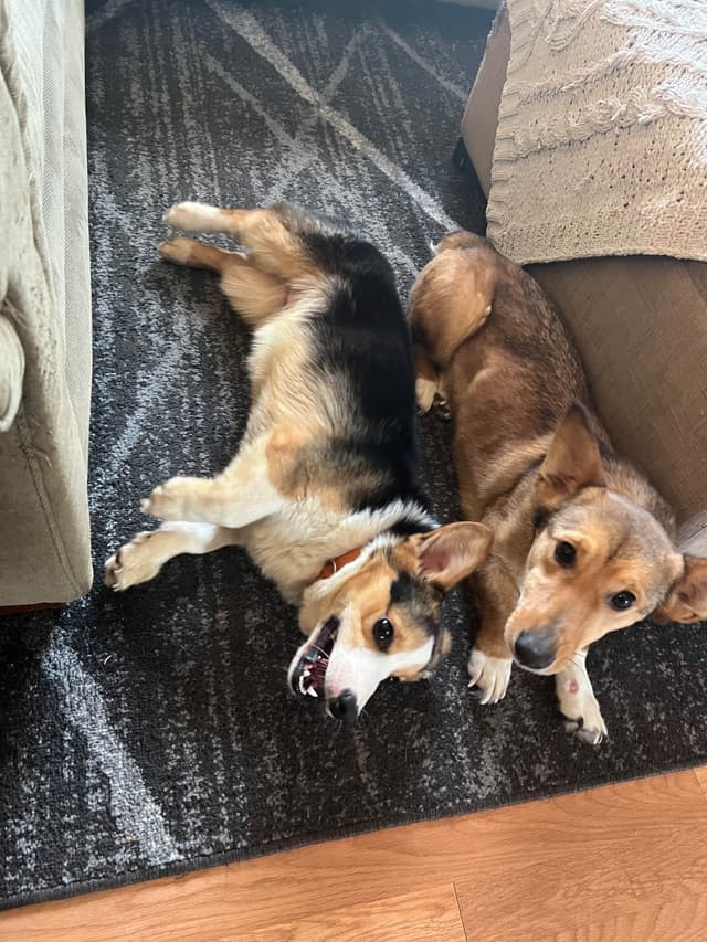 Pembroke Welsh Corgi Puppies media 11