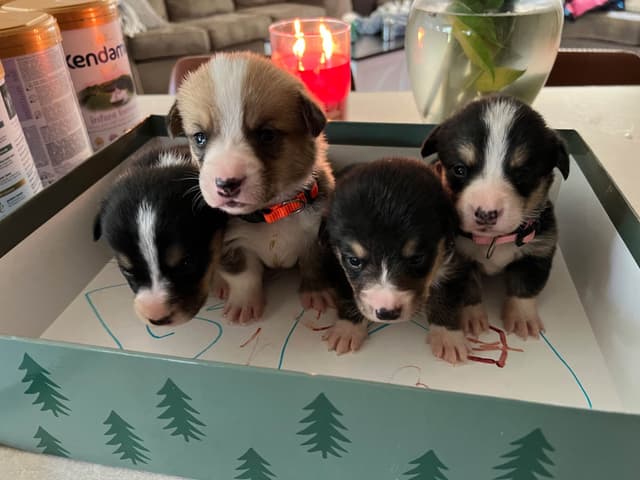 Pembroke Welsh Corgi Puppies media 2