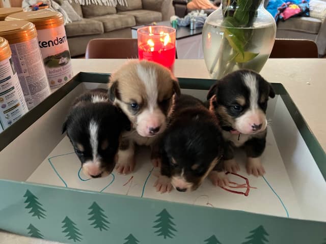 Pembroke Welsh Corgi Puppies media 3