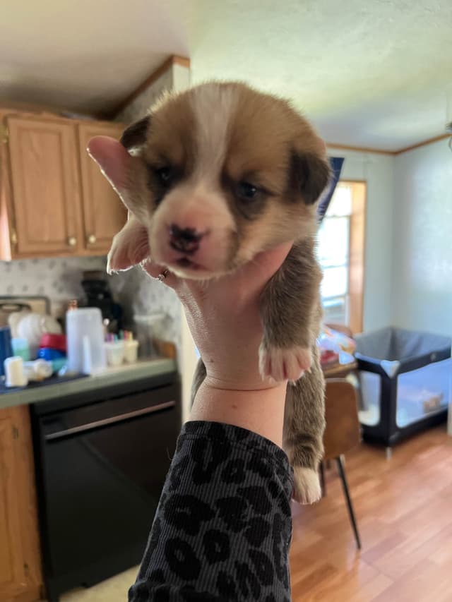 Pembroke Welsh Corgi Puppies media 4