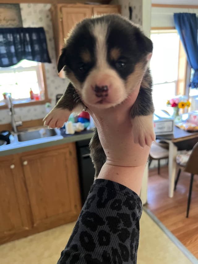 Pembroke Welsh Corgi Puppies media 5