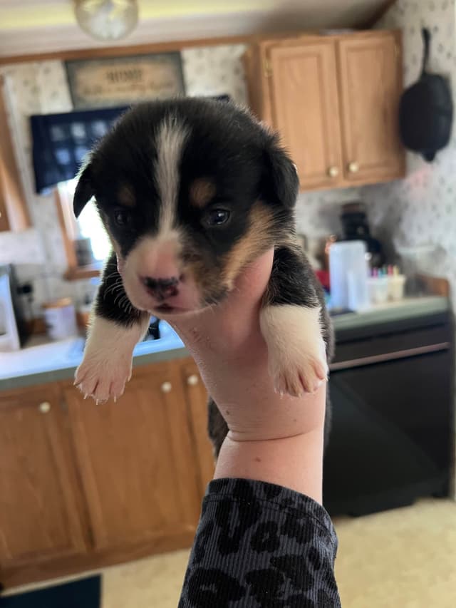 Pembroke Welsh Corgi Puppies media 6
