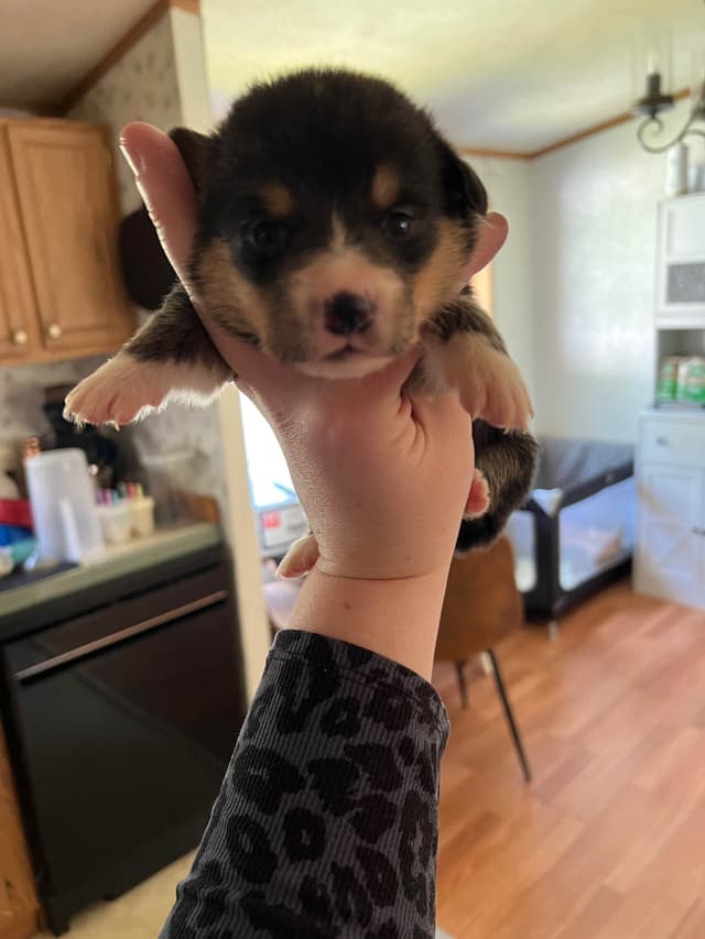 Pembroke Welsh Corgi Puppies media 7