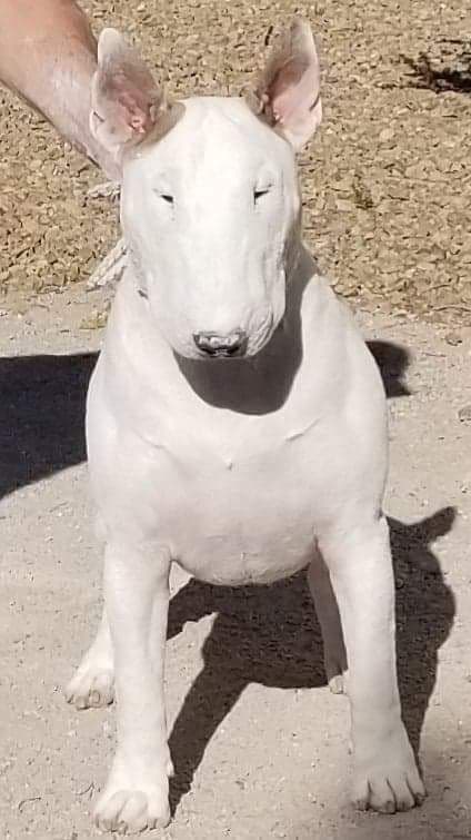 Bull Terrier Puppies breeder image 1