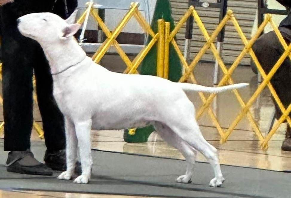 Bull Terrier Puppies breeder image 4