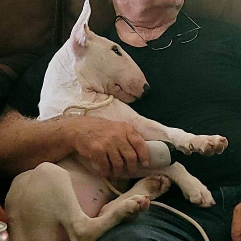 Bull Terrier Puppies breeder image 2