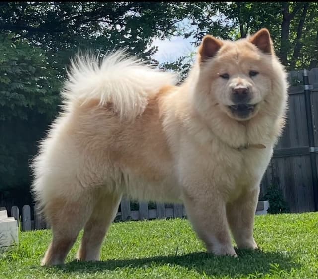 Chow Chow Puppies 1 black Females media 6