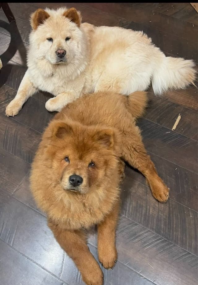 Chow Chow Puppies 1 black Females media 5