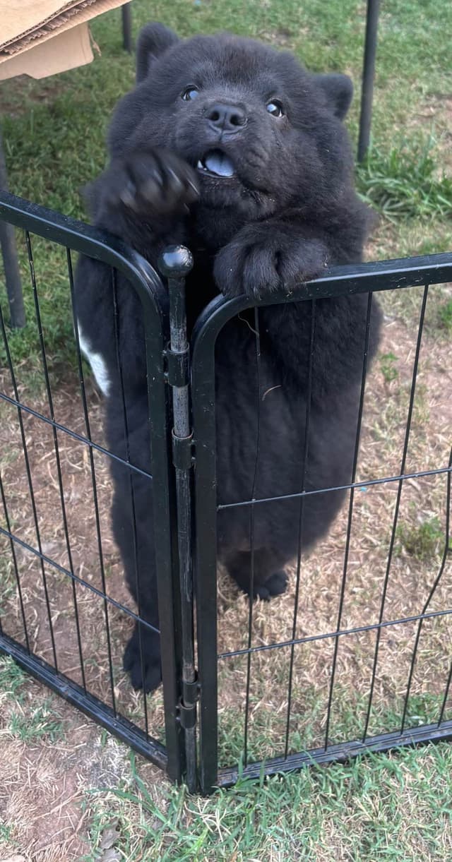 Chow Chow Puppies 1 black Females media 3