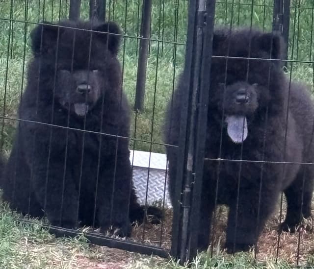 Chow Chow Puppies 1 black Females media 2