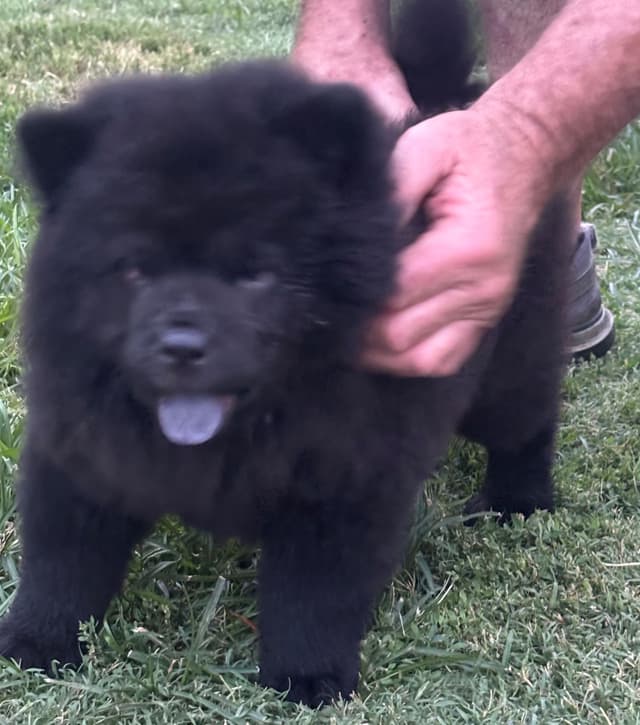 Chow Chow Puppies 1 black Females media 4