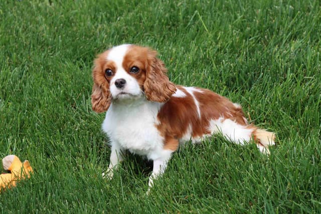 Cavalier King Charles Spaniel Puppies media 3