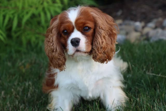 Cavalier King Charles Spaniel Puppies media 4