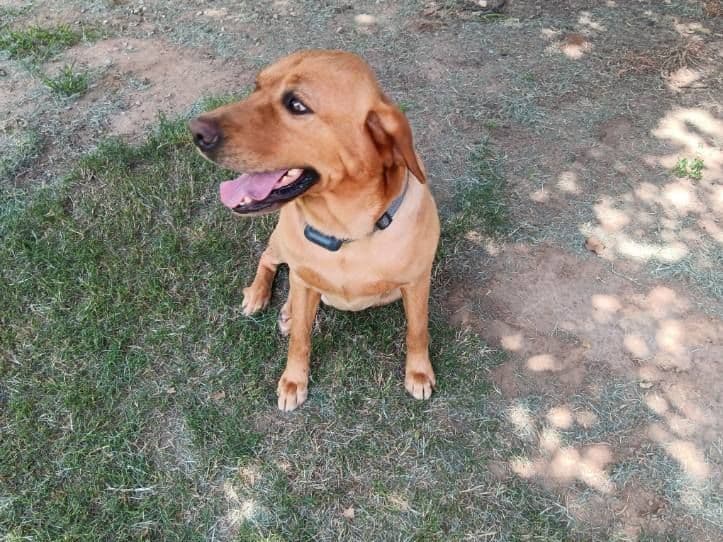 Labrador Retriever Puppies breeder image 4
