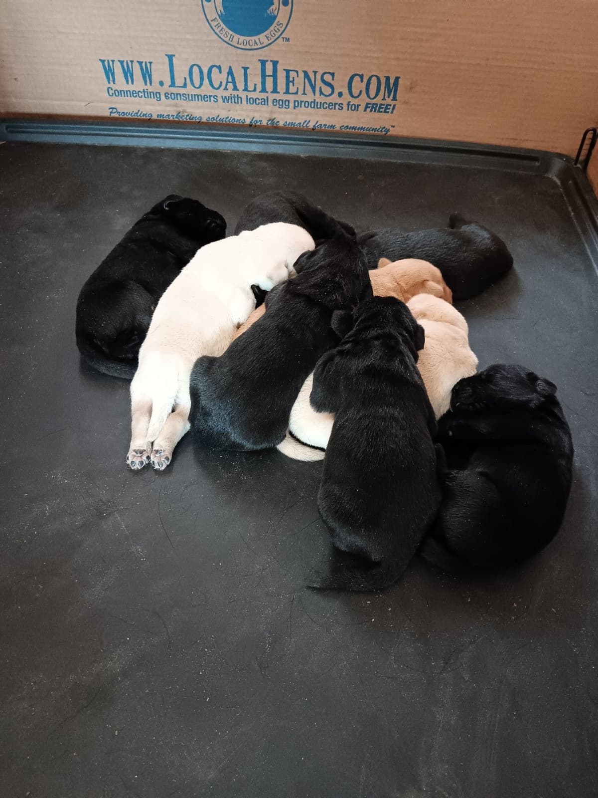 Labrador Retriever Puppies breeder image 1