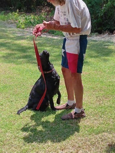 Labrador Retriever Puppies breeder image 6
