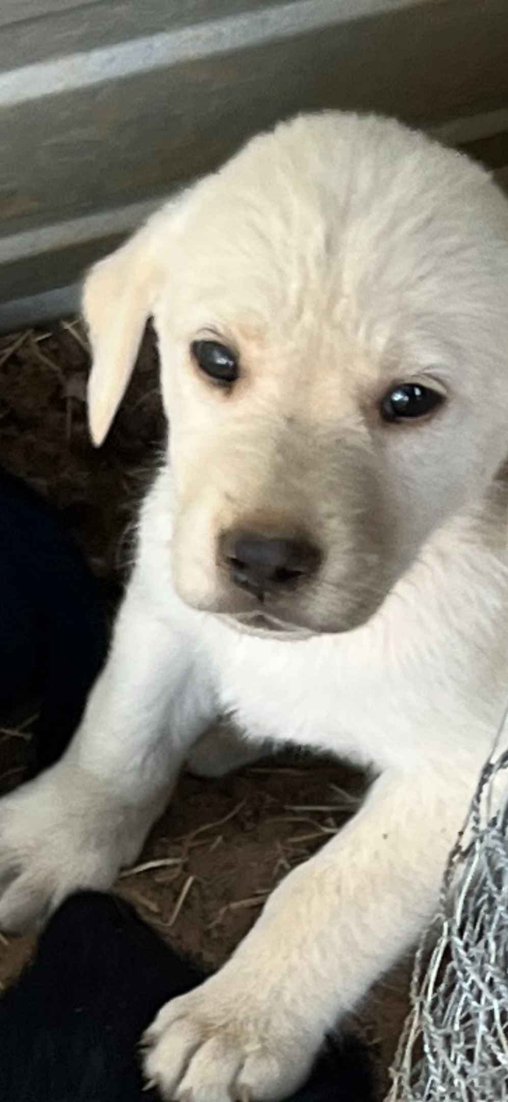 Labrador Retriever Puppies breeder image 7