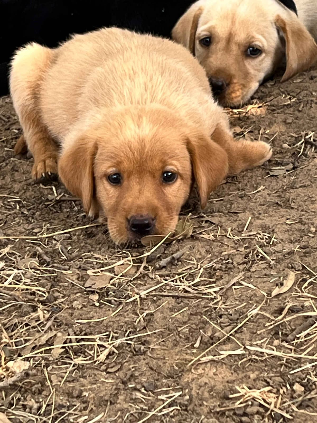Labrador Retriever Puppies breeder image 9