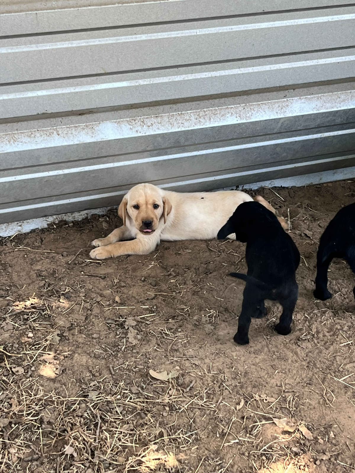 Labrador Retriever Puppies breeder image 8