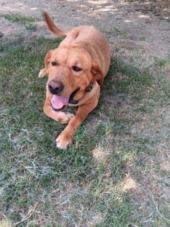 Labrador Retriever Puppies breeder image 10