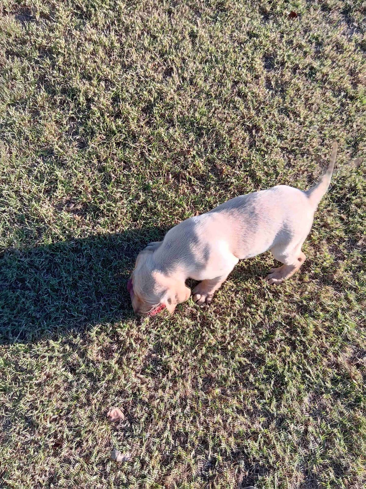 Labrador Retriever Puppies breeder image 12