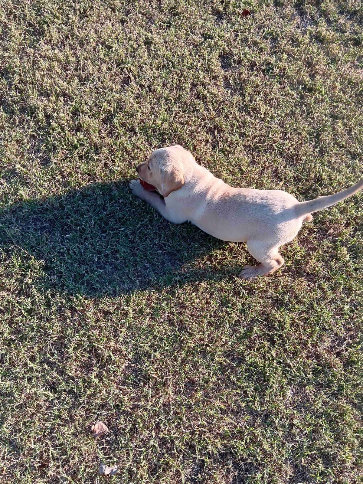 Labrador Retriever Puppies breeder image 14