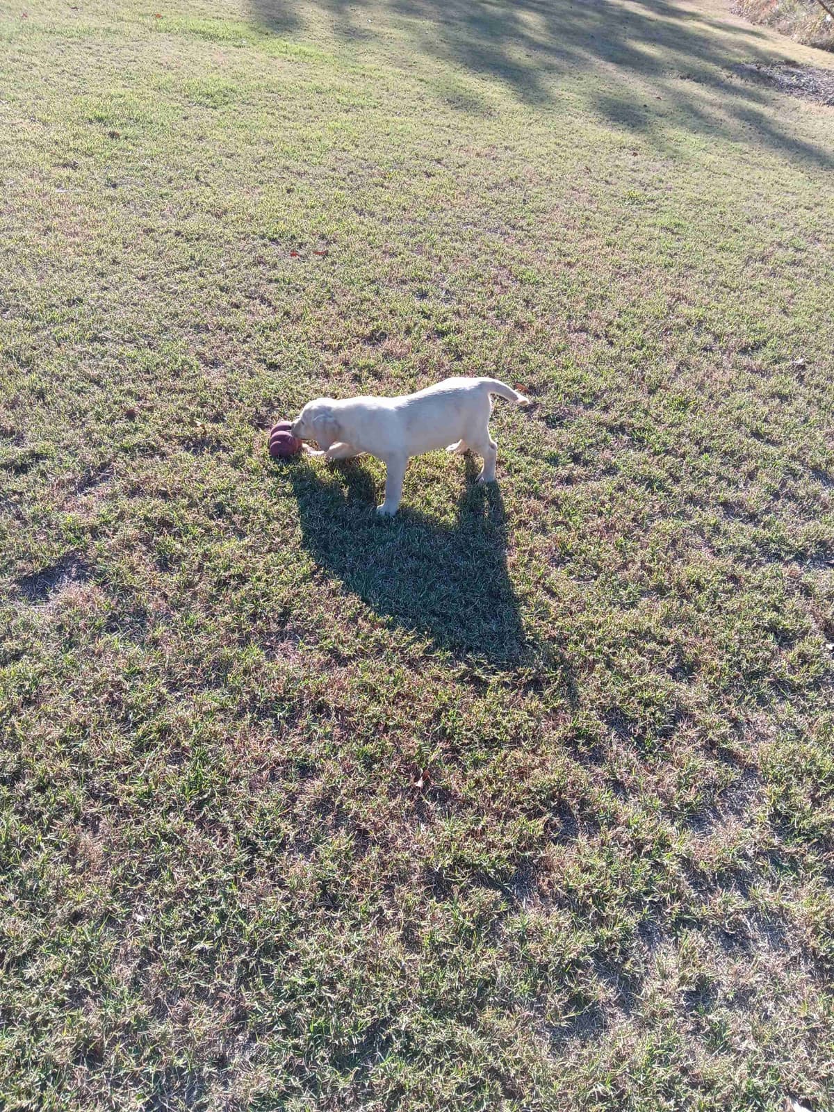 Labrador Retriever Puppies breeder image 15