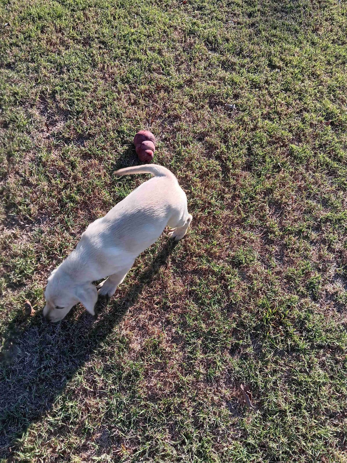 Labrador Retriever Puppies breeder image 16