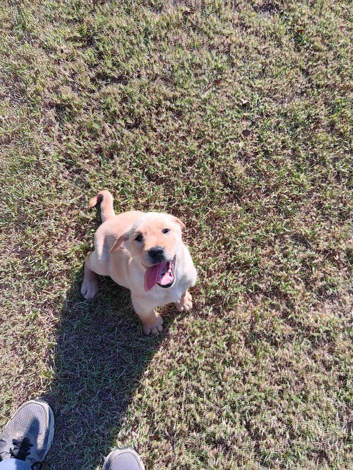 Labrador Retriever Puppies breeder image 19
