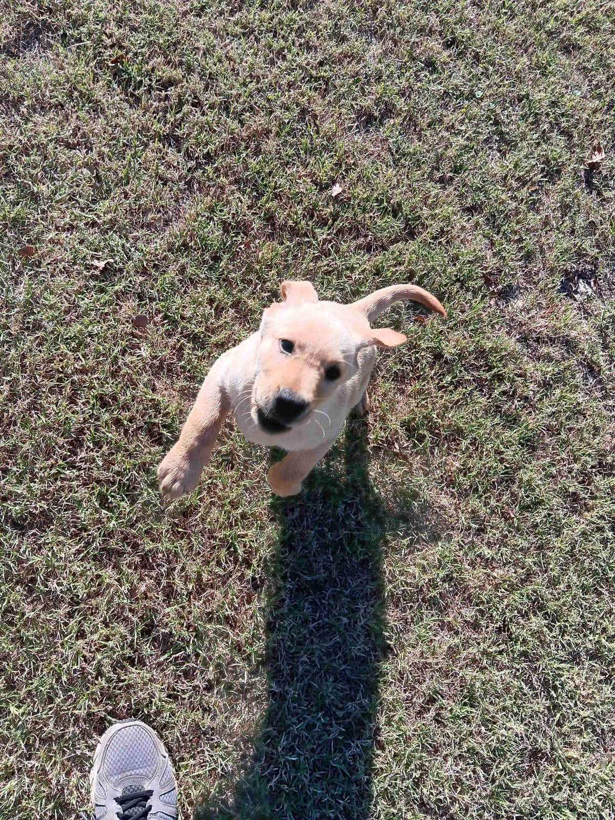 Labrador Retriever Puppies breeder image 20