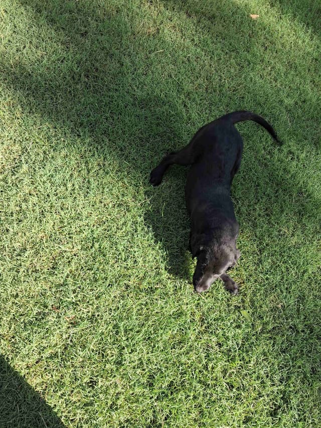 Labrador Retriever Puppies media 3