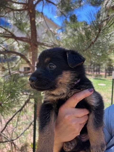 World Champion GSD Puppies (Price reduced for limited time) media 2