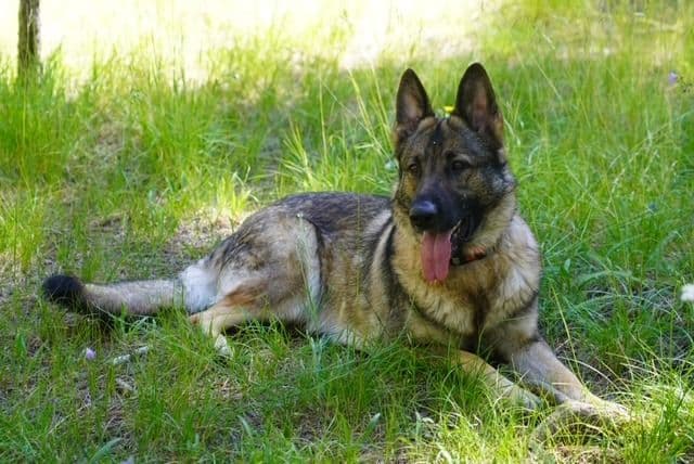 World Champion GSD Puppies (Price reduced for limited time) media 3