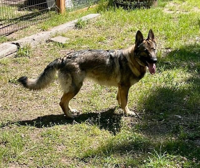 World Champion GSD Puppies (Price reduced for limited time) media 4