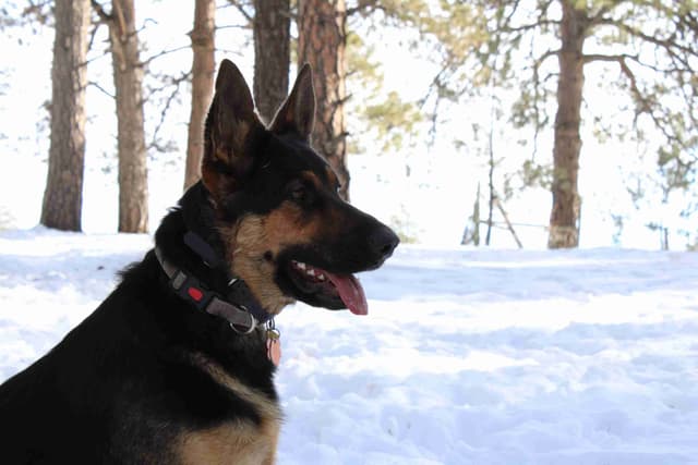 World Champion GSD Puppies (Price reduced for limited time) media 5