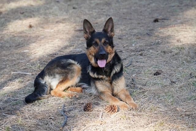 World Champion GSD Puppies (Price reduced for limited time) media 6