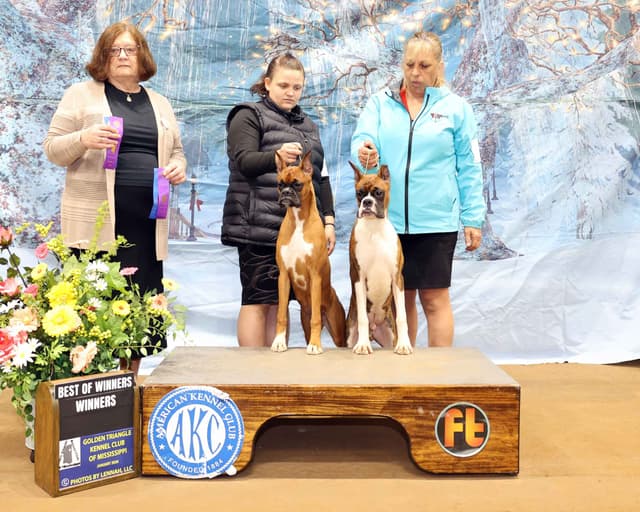 Boxer Puppies media 2
