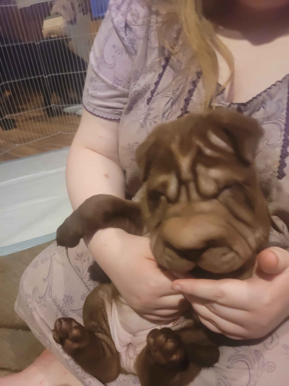 Chinese Shar-Pei Puppies breeder image 1