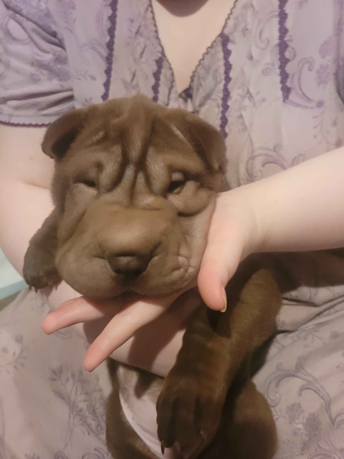 Chinese Shar-Pei Puppies breeder image 2