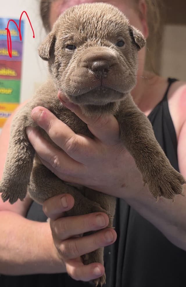 Chinese Shar-Pei Puppies media 2