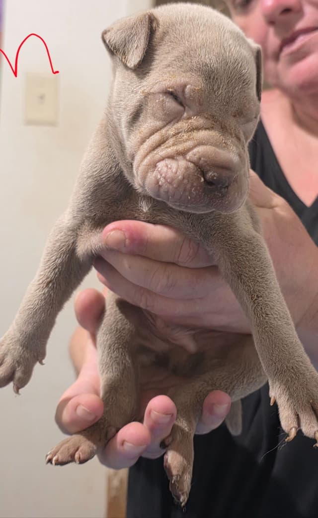 Chinese Shar-Pei Puppies media 3